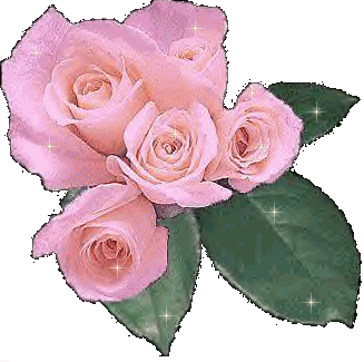 des rose rose